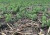 Introducing HARP: a united front against herbicide resistance