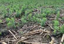 Introducing HARP: a united front against herbicide resistance