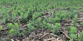 Introducing HARP: a united front against herbicide resistance