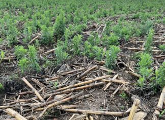 Introducing HARP: a united front against herbicide resistance