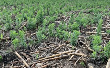 Introducing HARP: a united front against herbicide resistance