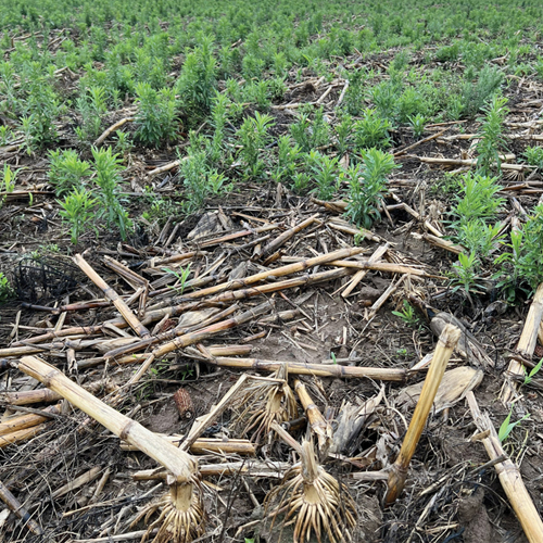 Introducing HARP: a united front against herbicide resistance