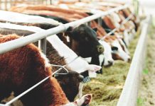 Winsgewendheid van verskillende energiebronne in ’n veerantsoen