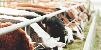 Winsgewendheid van verskillende energiebronne in ’n veerantsoen
