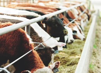 Winsgewendheid van verskillende energiebronne in ’n veerantsoen