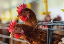 GEBRUIK VAN HOENDERMIS in ’n bemestingsprogram vir graanverbouing