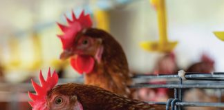 GEBRUIK VAN HOENDERMIS in ’n bemestingsprogram vir graanverbouing