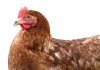 SA’s poultry industry: from crisis to growth