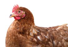 SA’s poultry industry: from crisis to growth