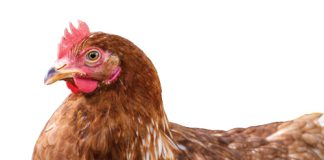 SA’s poultry industry: from crisis to growth