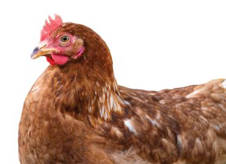 SA’s poultry industry: from crisis to growth