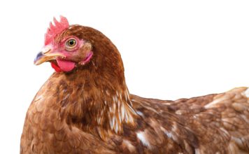 SA’s poultry industry: from crisis to growth
