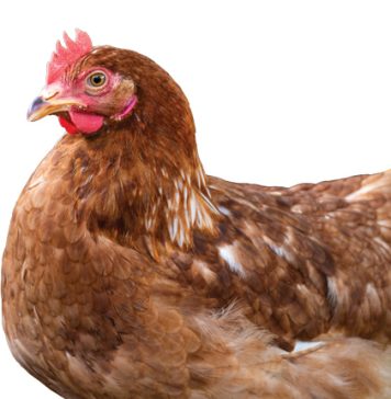 SA’s poultry industry: from crisis to growth