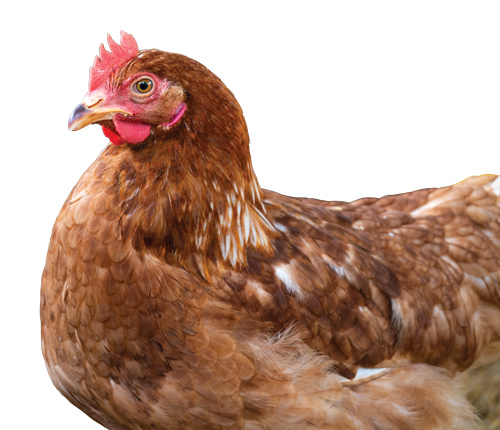 SA’s poultry industry: from crisis to growth