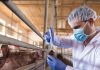 Grain biosecurity: lessons from SA’s FMD outbreak