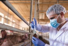 Grain biosecurity: lessons from SA’s FMD outbreak