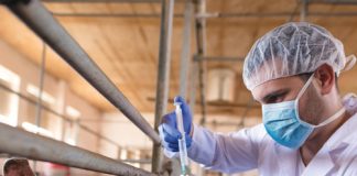 Grain biosecurity: lessons from SA’s FMD outbreak