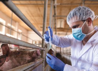 Grain biosecurity: lessons from SA’s FMD outbreak