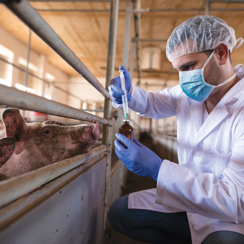 Grain biosecurity: lessons from SA’s FMD outbreak