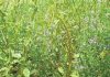 Managing weeds in crop rotation systems