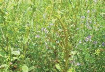 Managing weeds in crop rotation systems