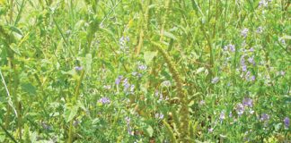 Managing weeds in crop rotation systems