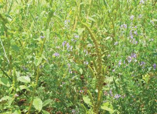 Managing weeds in crop rotation systems
