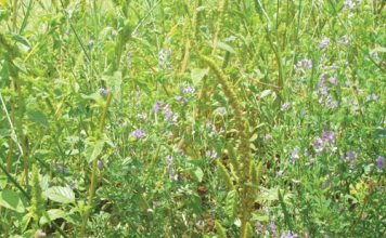 Managing weeds in crop rotation systems