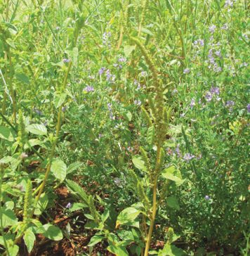 Managing weeds in crop rotation systems