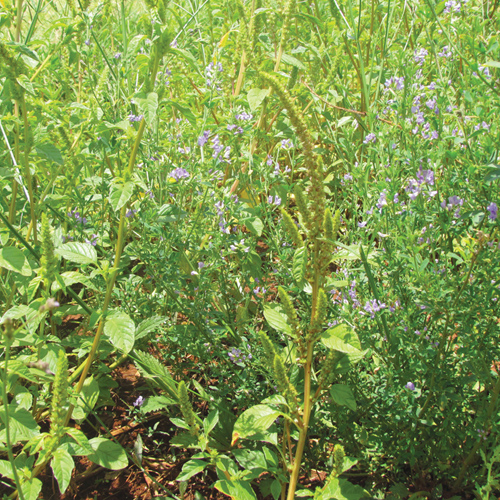 Managing weeds in crop rotation systems