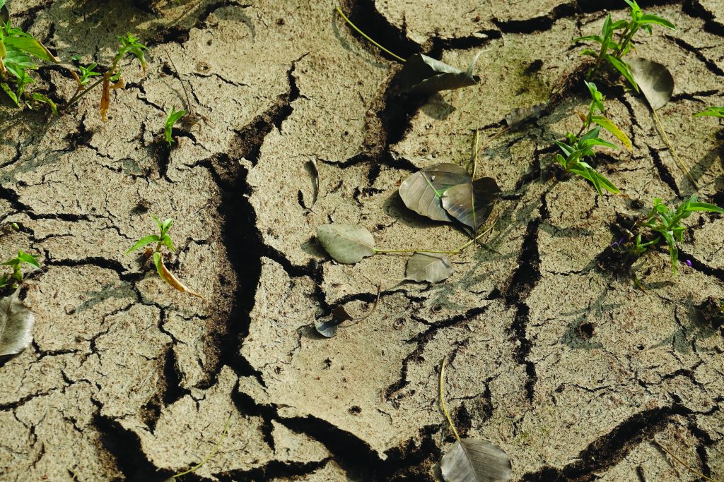 El Niño en die mielieplantvenster