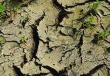El Niño en die mielieplantvenster