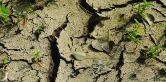 El Niño en die mielieplantvenster