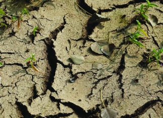 El Niño en die mielieplantvenster