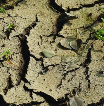El Niño en die mielieplantvenster