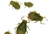 Grain aphid surveys show loss of susceptibility against some active ingredients