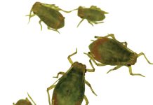 Grain aphid surveys show loss of susceptibility against some active ingredients