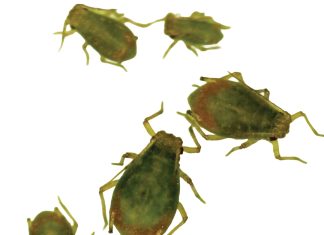 Grain aphid surveys show loss of susceptibility against some active ingredients