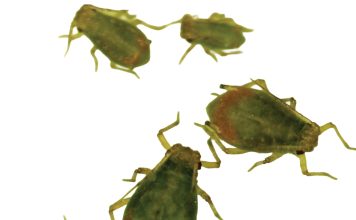 Grain aphid surveys show loss of susceptibility against some active ingredients