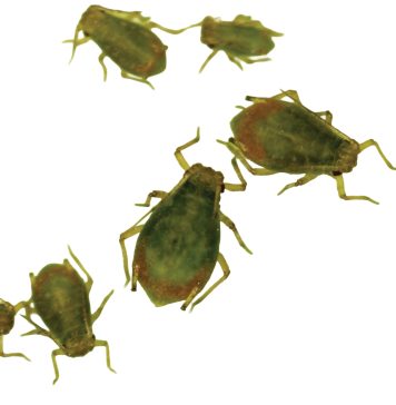 Grain aphid surveys show loss of susceptibility against some active ingredients