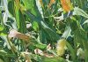 Diagnostic tools for detecting Goss’s wilt: from field symptoms to lab confirmation