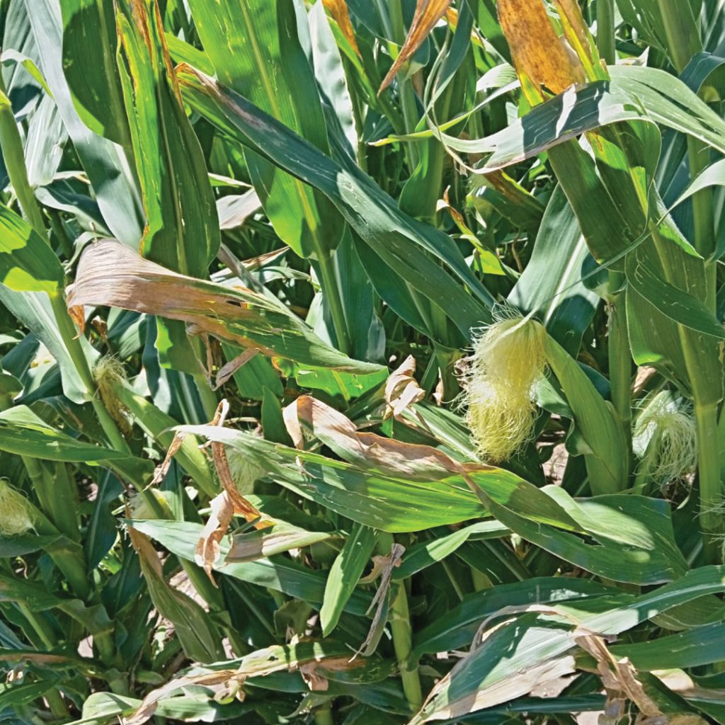Diagnostic tools for detecting Goss’s wilt: from field symptoms to lab confirmation