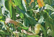 Diagnostic tools for detecting Goss’s wilt: from field symptoms to lab confirmation