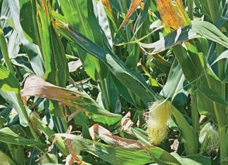 Diagnostic tools for detecting Goss’s wilt: from field symptoms to lab confirmation