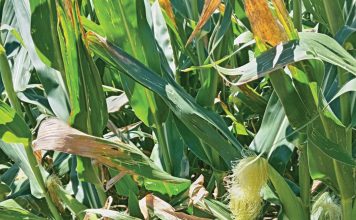 Diagnostic tools for detecting Goss’s wilt: from field symptoms to lab confirmation