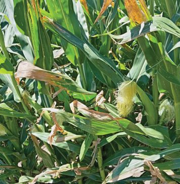 Diagnostic tools for detecting Goss’s wilt: from field symptoms to lab confirmation