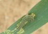The importance of IPM in managing insect pests