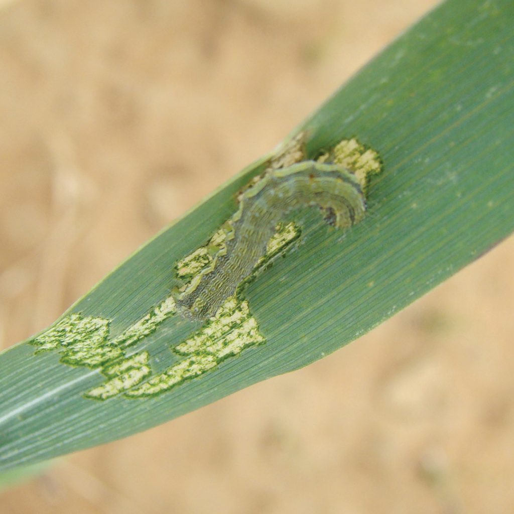 The importance of IPM in managing insect pests