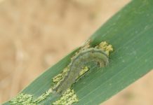 The importance of IPM in managing insect pests