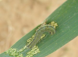 The importance of IPM in managing insect pests